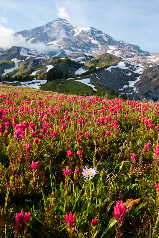 Wildflowers And Mount Rainier